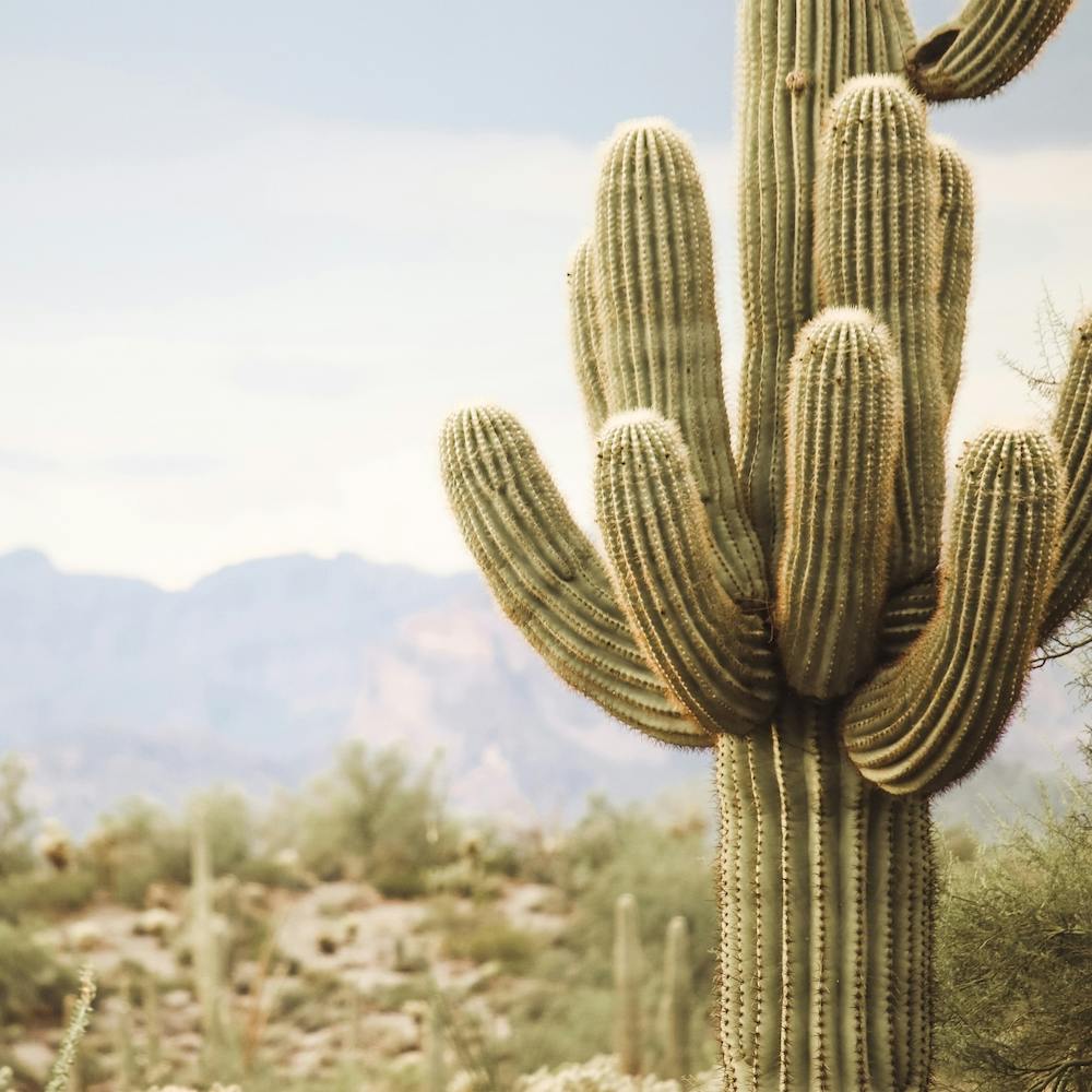 Cactus Desert View Square