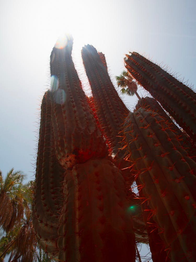 Morocco Cactus Travel Print 1