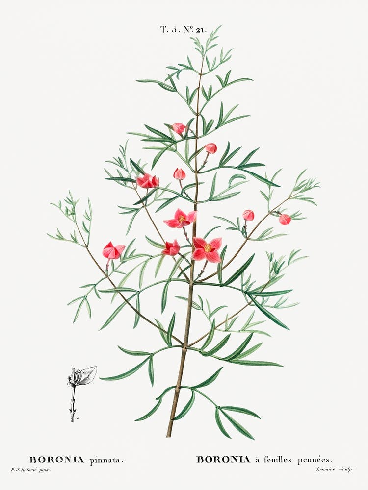 Boronia Pinnata, Pierre Joseph Redoute