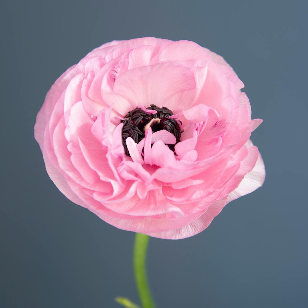 Pink Ranunculus Square