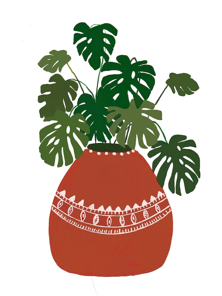 Monstera Plant
