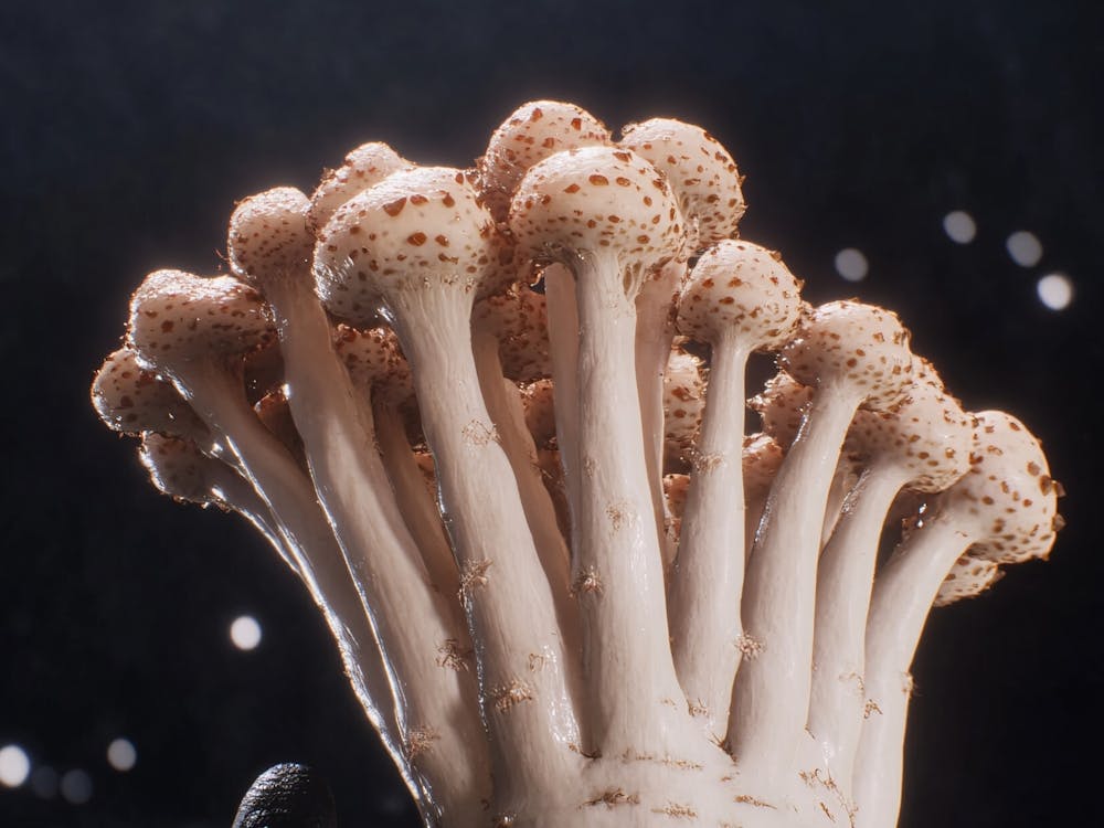 Mushrooms 1