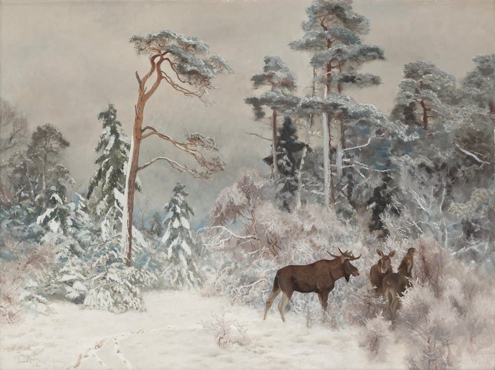 Moose In The Snow