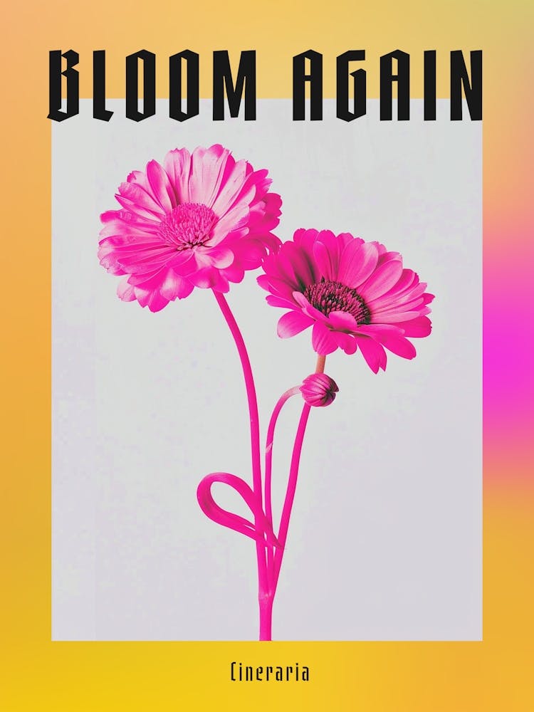 Hot Pink Cineraria 1 Poster