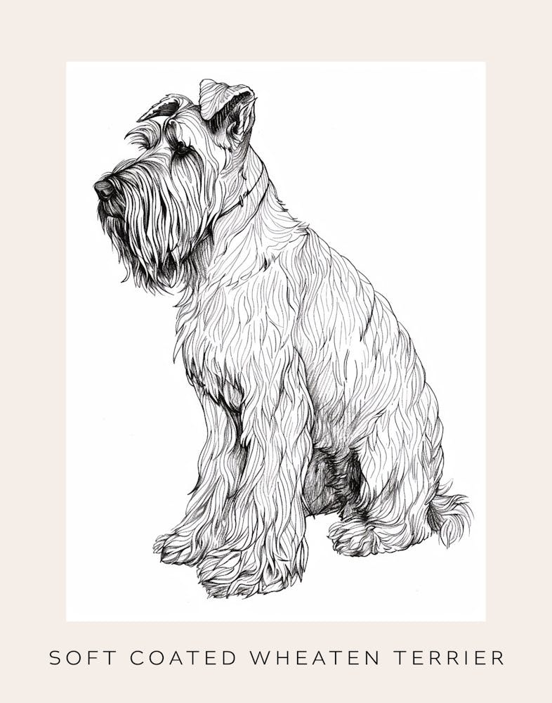 Soft Coated Wheaten Terrier Dog Line Sketch 3 Poster