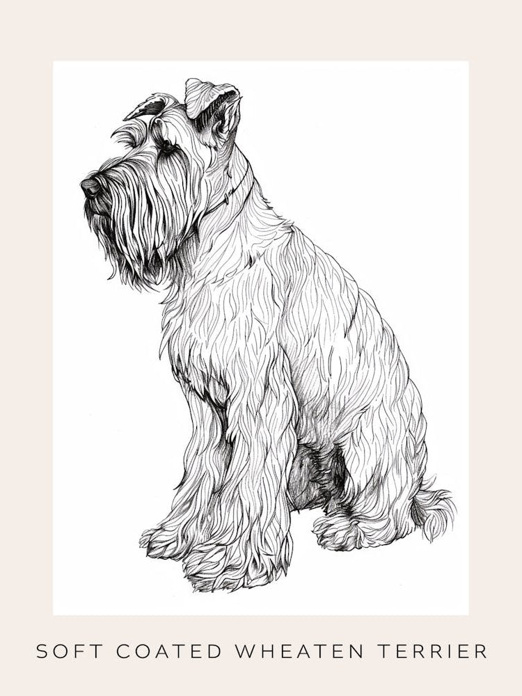 Soft Coated Wheaten Terrier Dog Line Sketch 3 Poster