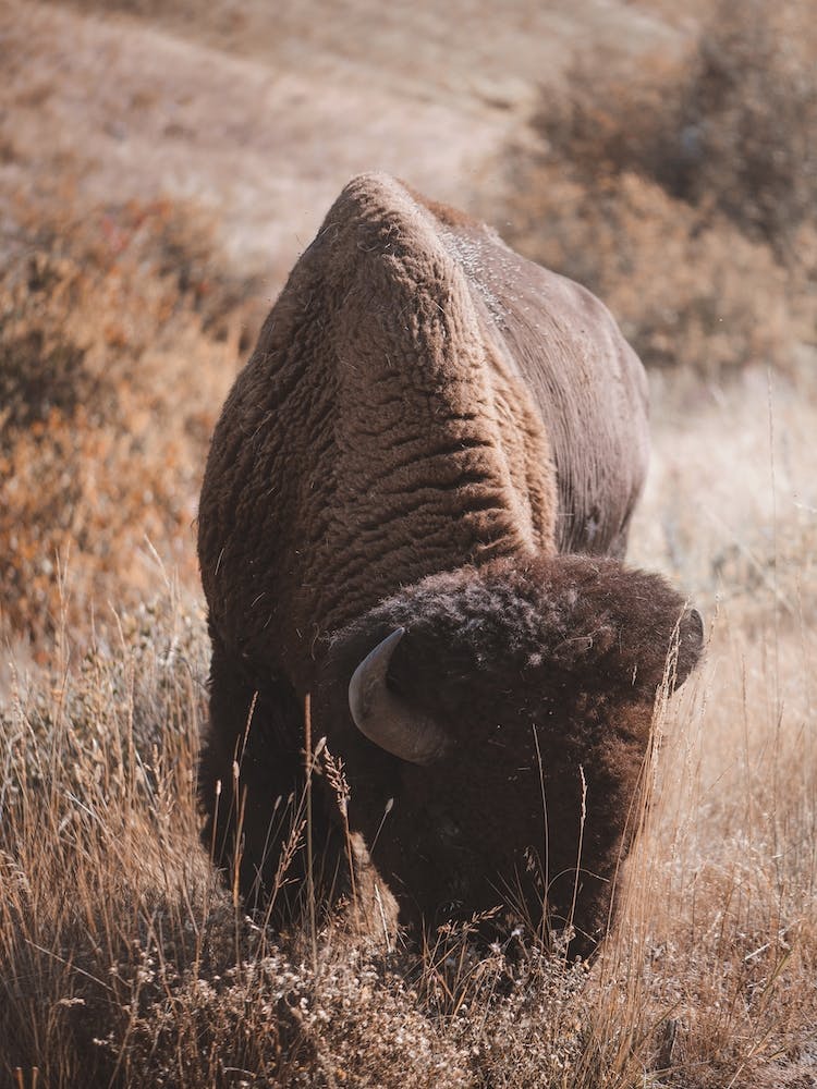 Rustic Bison
