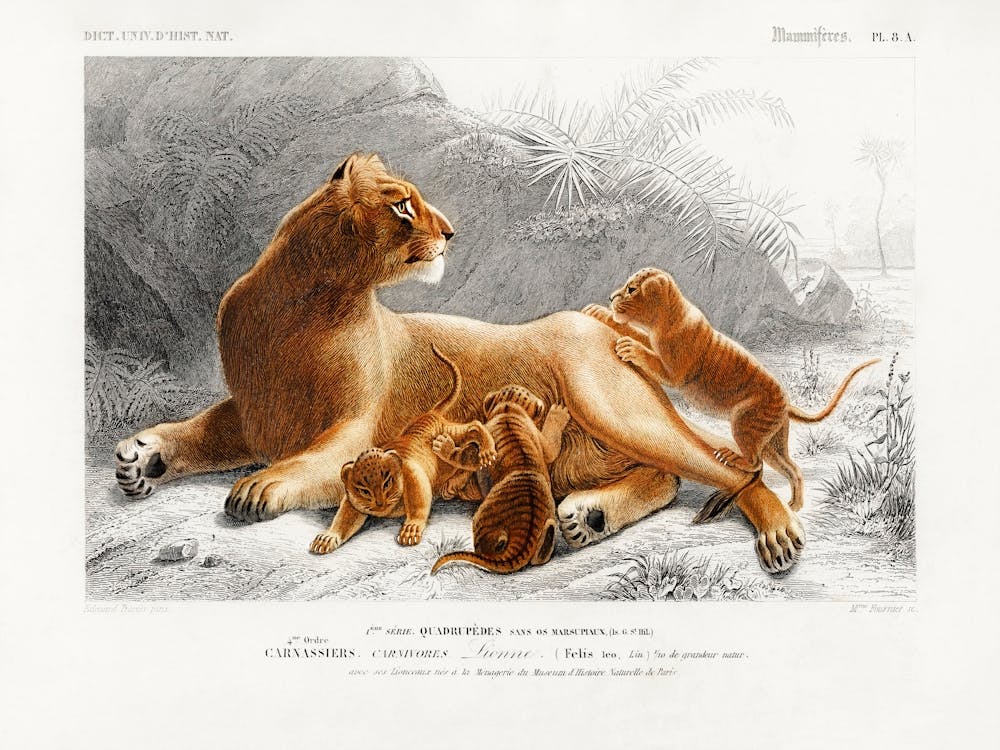 Fails Leo, Charles Dessalines D'Orbigny