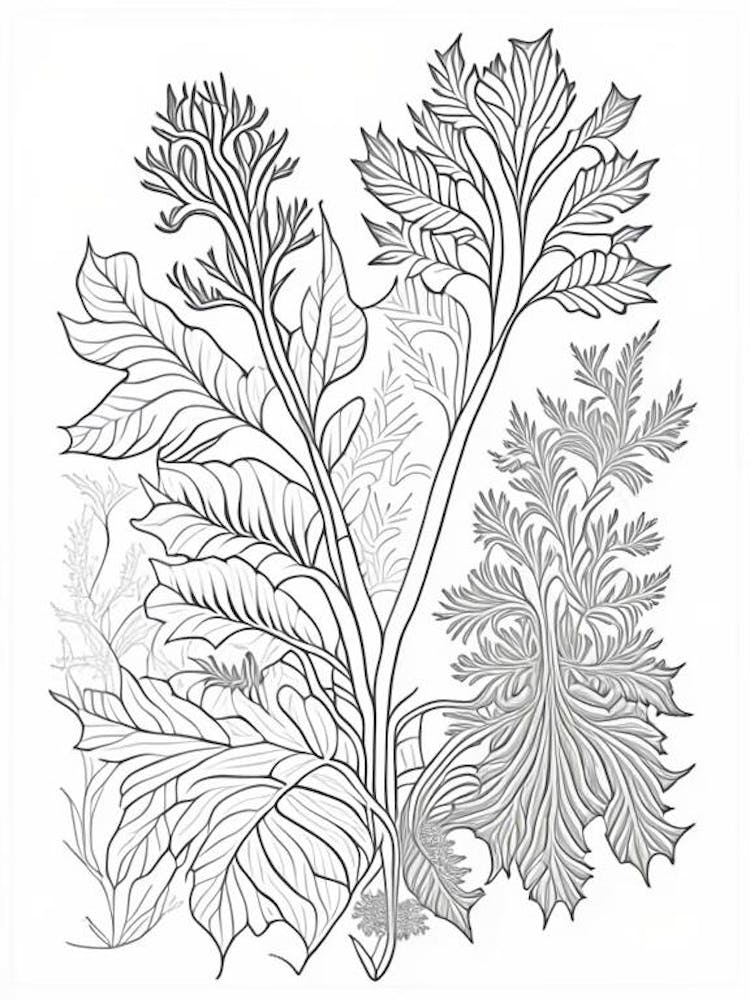 Pleurisy Root Herb William Morris Inspired Line Drawing 1