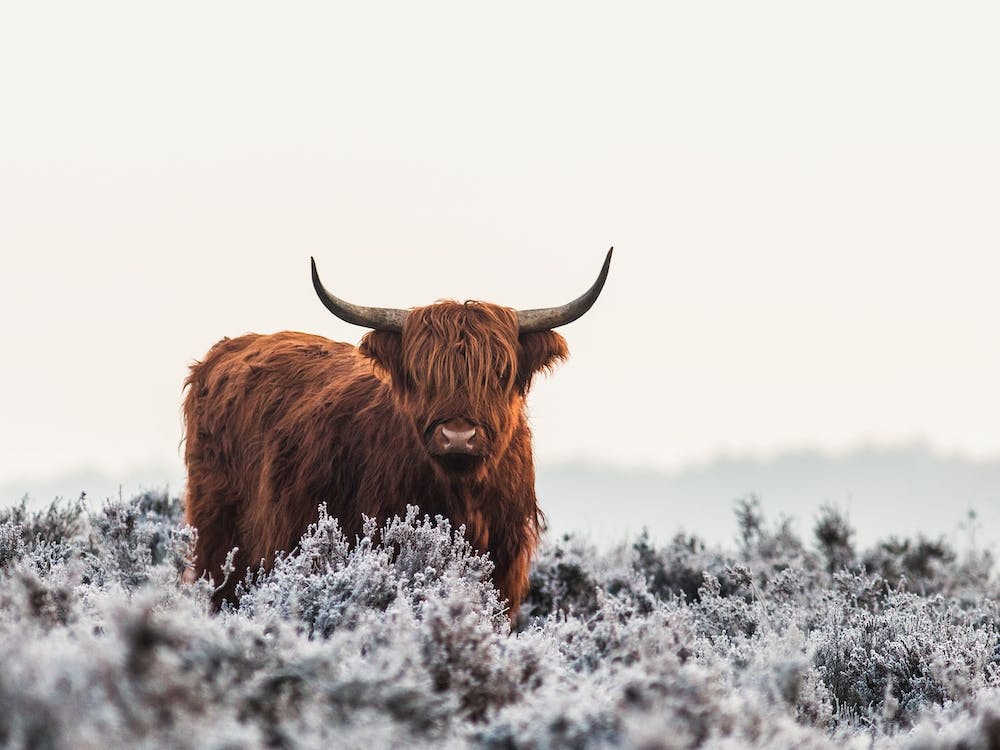 Highlander