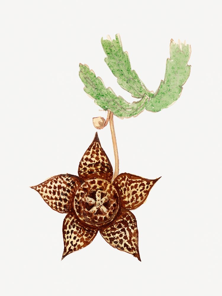 Starfish Cactus, Familie Der Cacteen