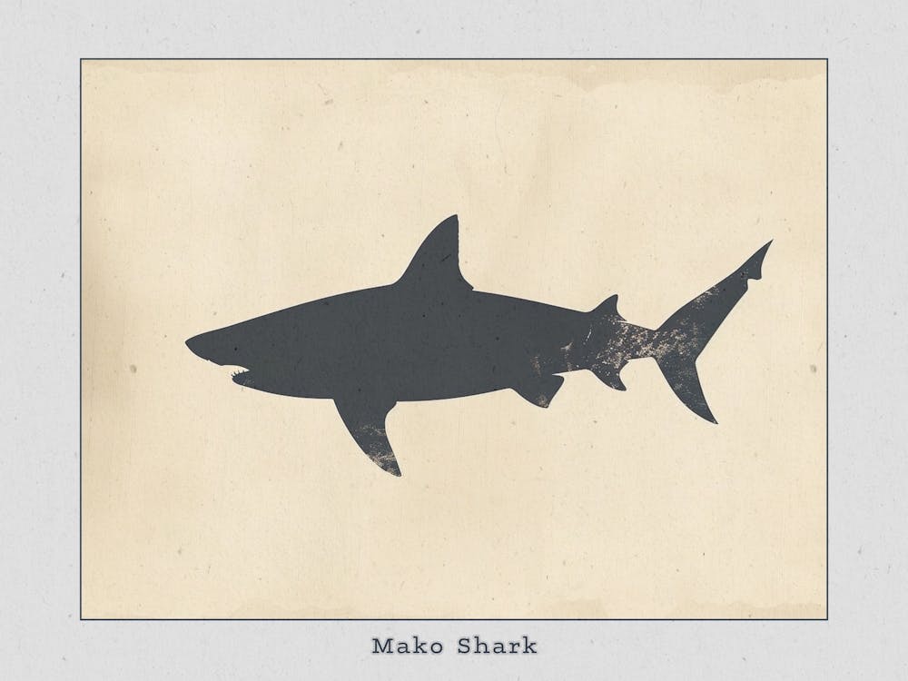 Mako Shark Grey Silhouette 4 Poster