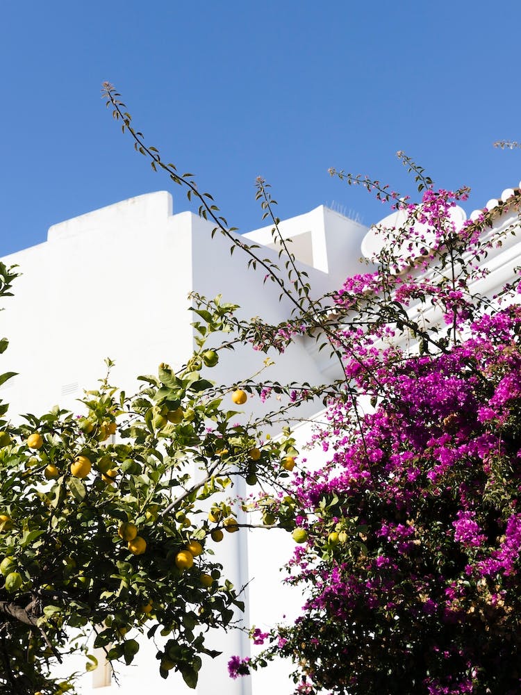 Lemon And Purple Tree