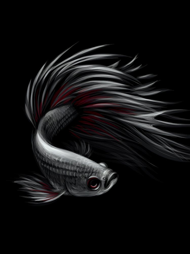 Siamese Fighting Fish