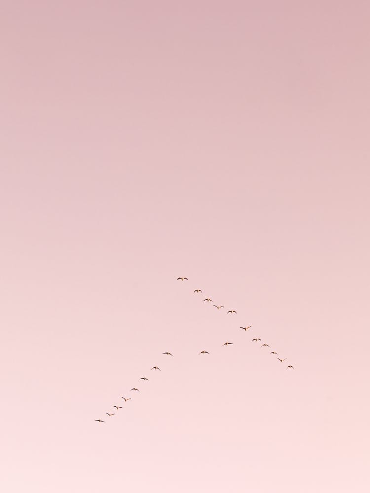 Grace in Pink Sky
