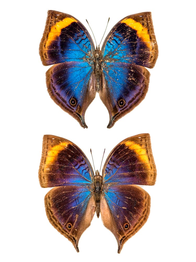 Two Dark Blue Butterflies