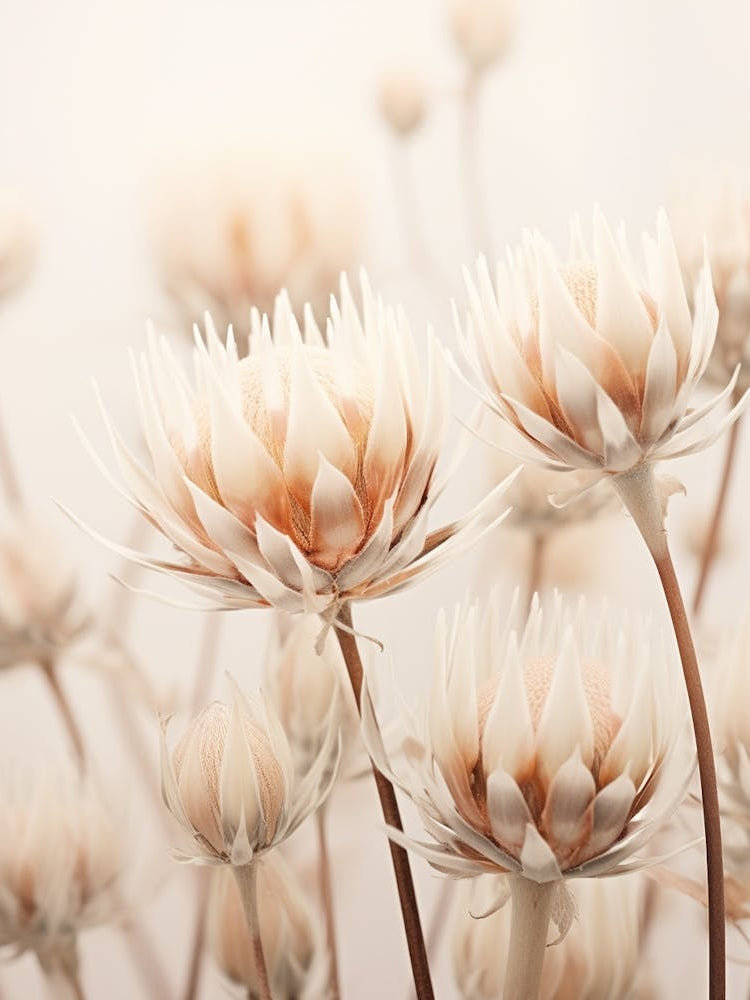 Boho Dried Flowers Protea 3