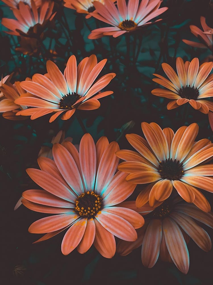 Orange Daisies