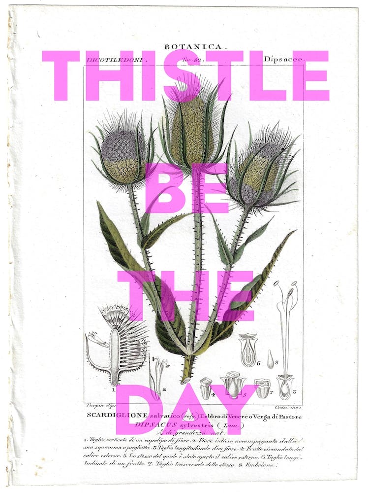 Thistle Be The Day Vintage
