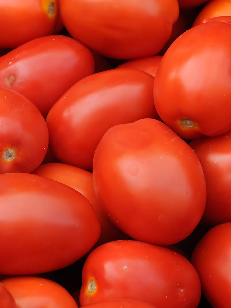 Red Tomatoes 1