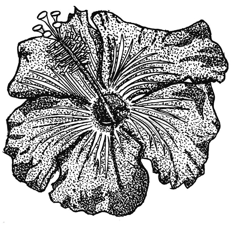 Hibiscus Flower