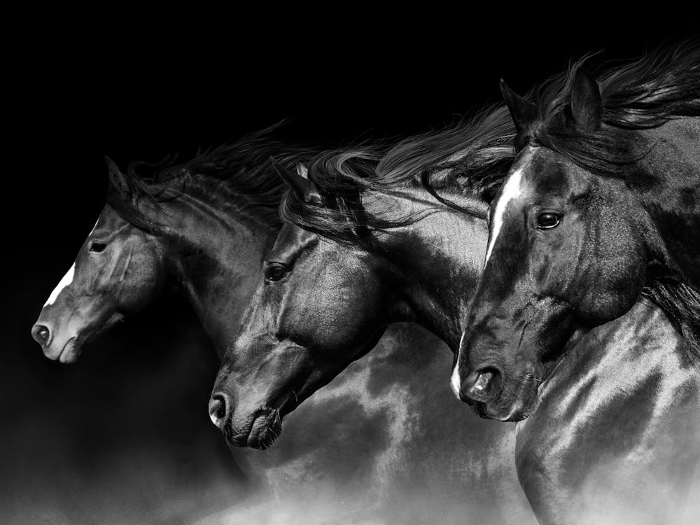 Horses In Black And White