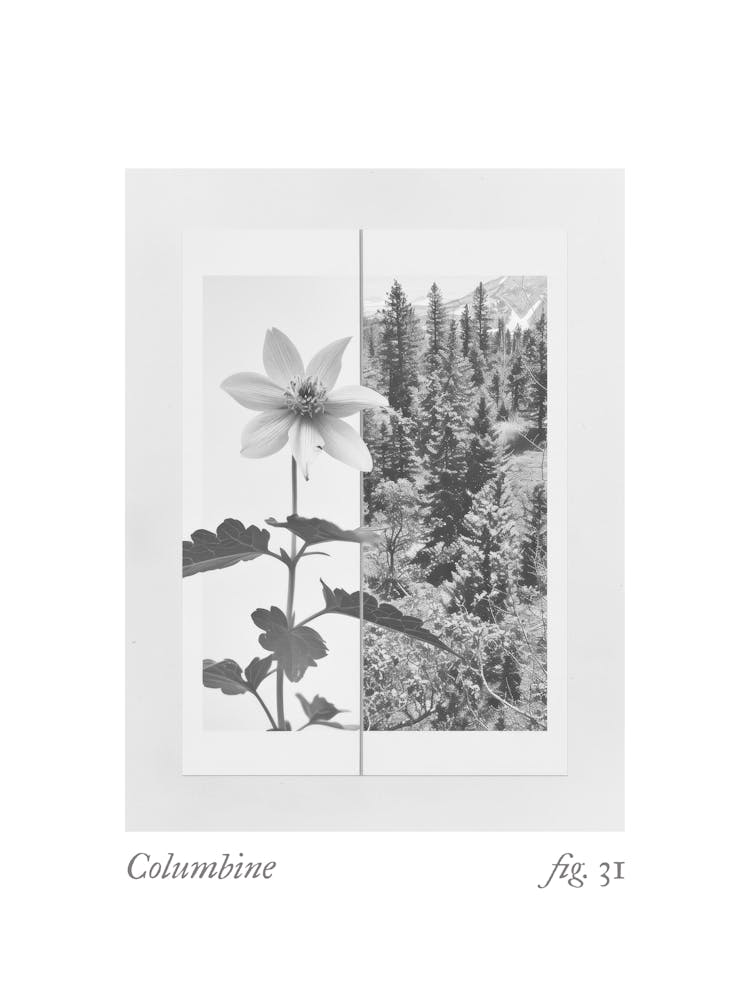 Columbine Botanical Collage 3