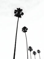 Palm Elegance – A Serene Tropical