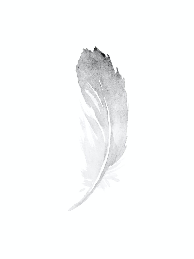 Grey Feather 1