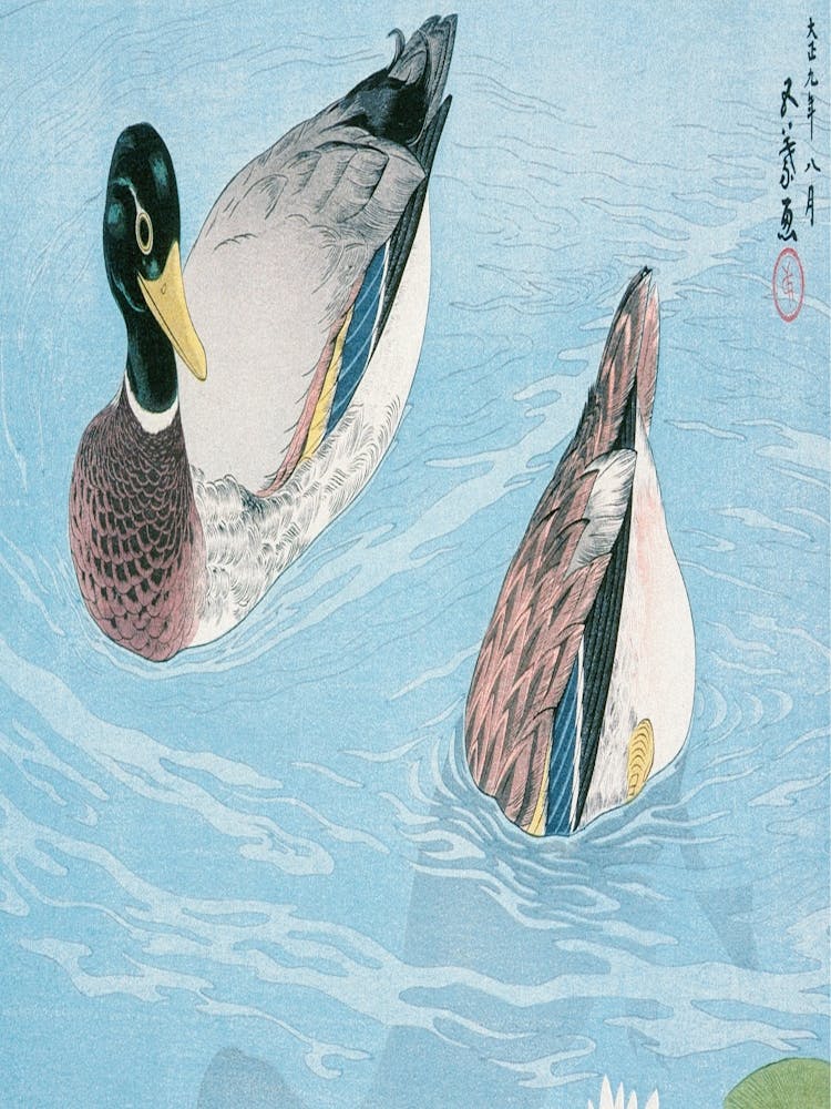 Ducks In Water