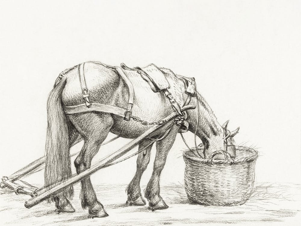 Horse Eating From A Basket, Jean Bernard