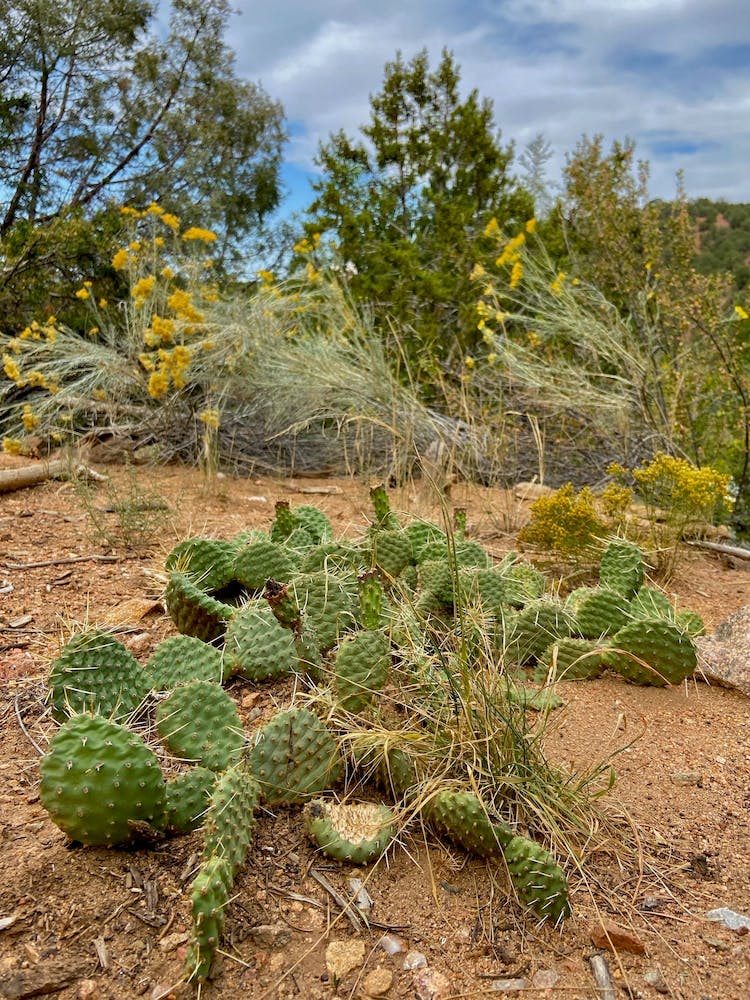 Cactus, Santa Fe, New Mexico