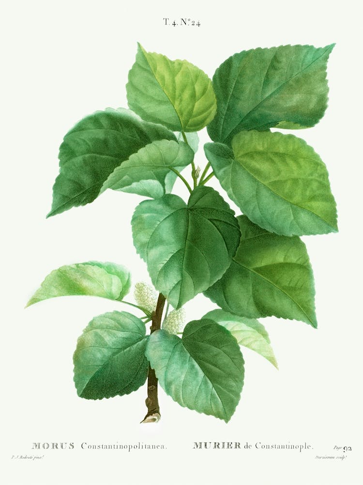 White Mulberry, Pierre Joseph Redoute