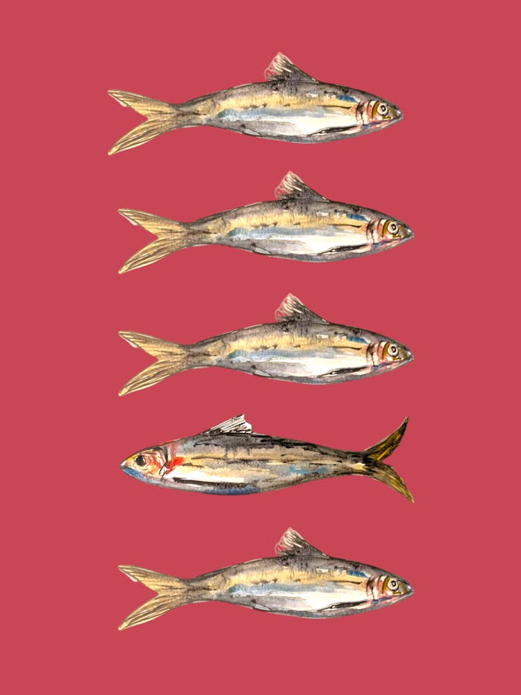 Sardines Fish Kitchen Illustration Watercolour