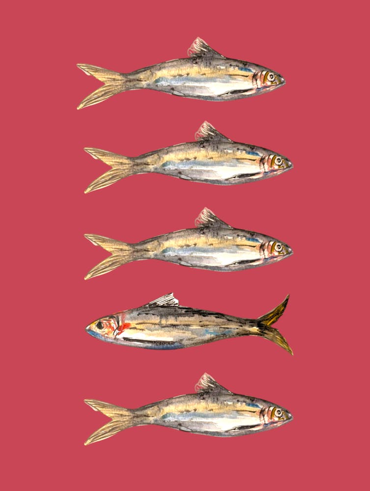 Sardines Fish Kitchen Illustration Watercolour