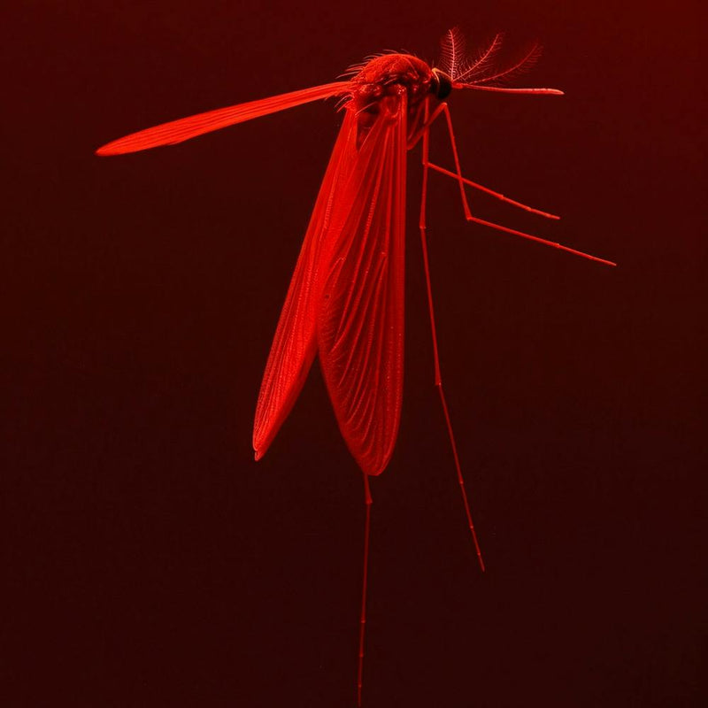 Mosquito - Mosquito Red
