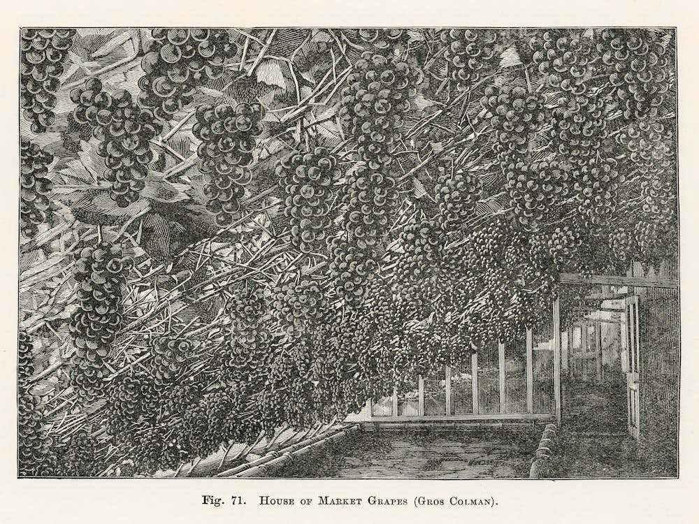 Vintage Illustration Of House Of Market Grapes, John Wright