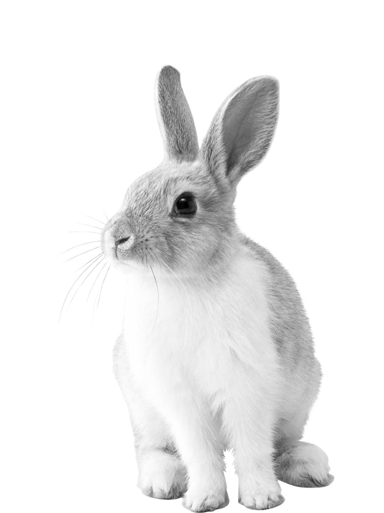 Monochrome Bunny