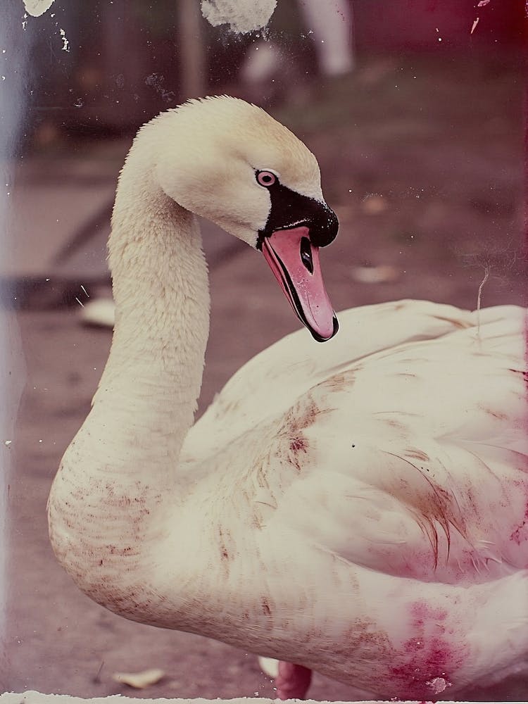 Swan Vintage