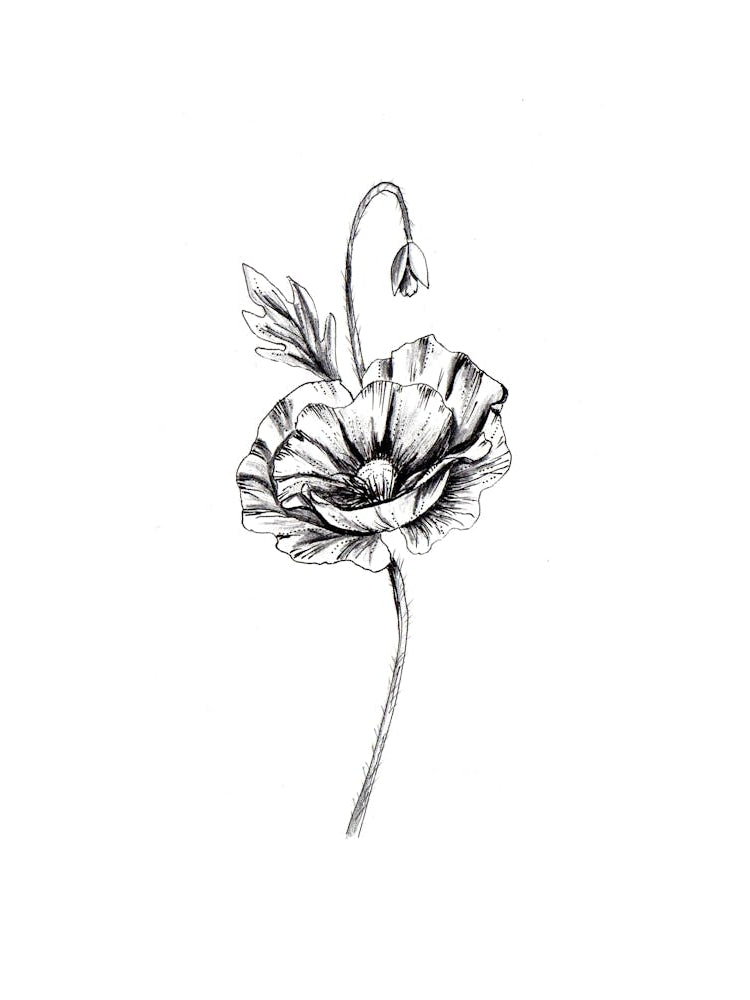 Poppy Flower Black and White