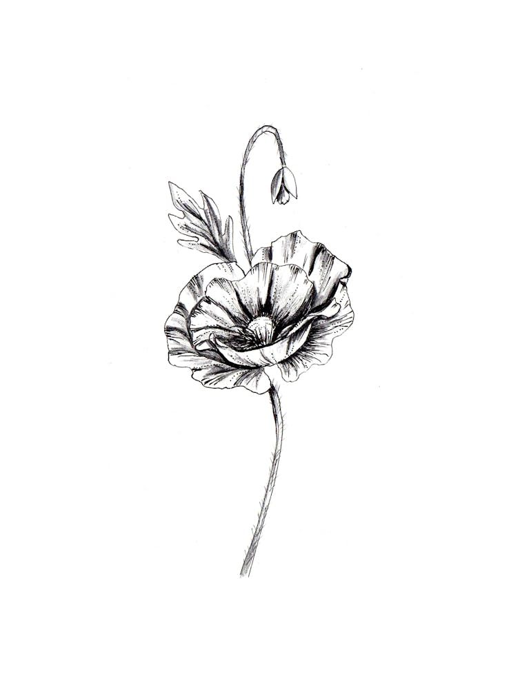 Poppy Flower Black and White