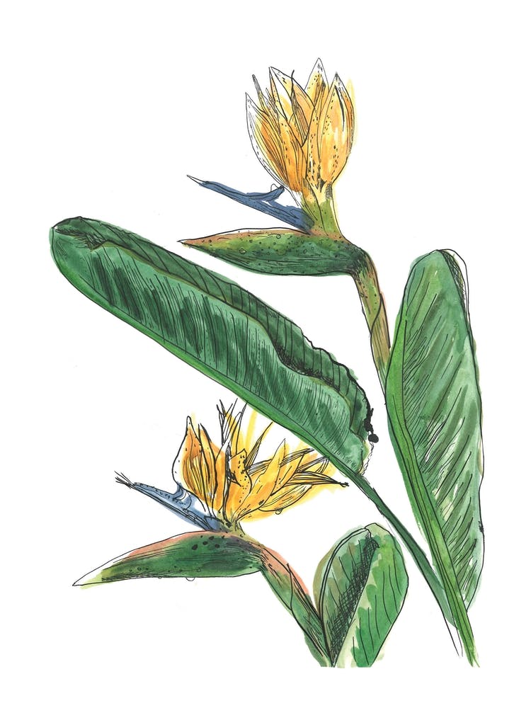 Bird Of Paradise