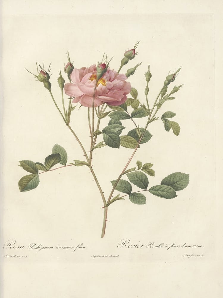 Rose Illustration, Pierre Joseph Redoute (55)