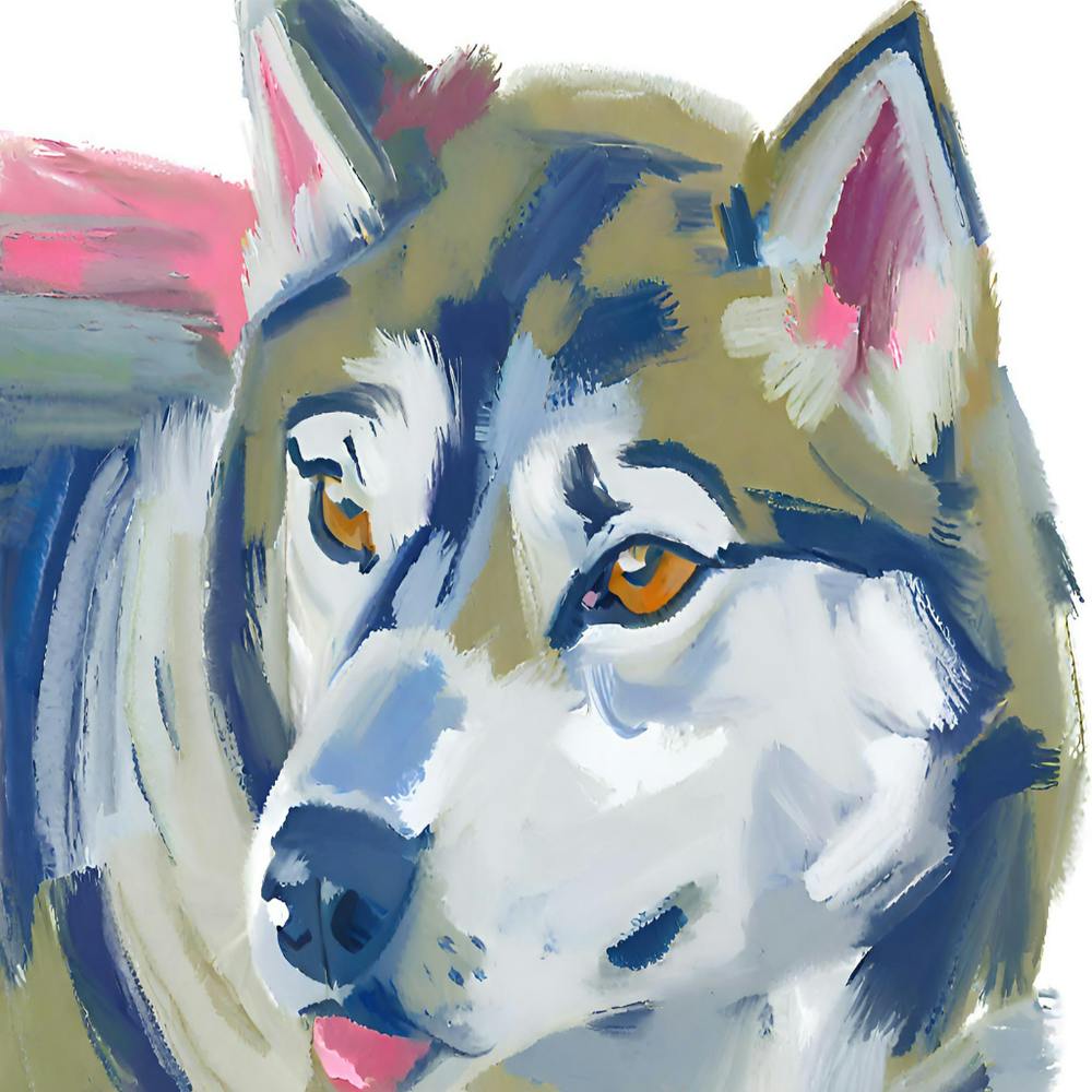 Siberian Husky 03