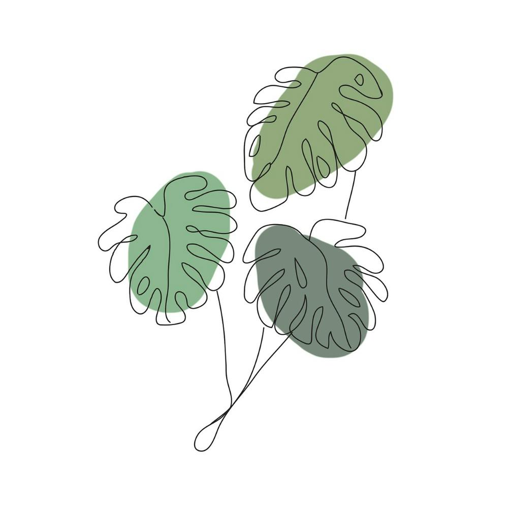 Monstera Blätter