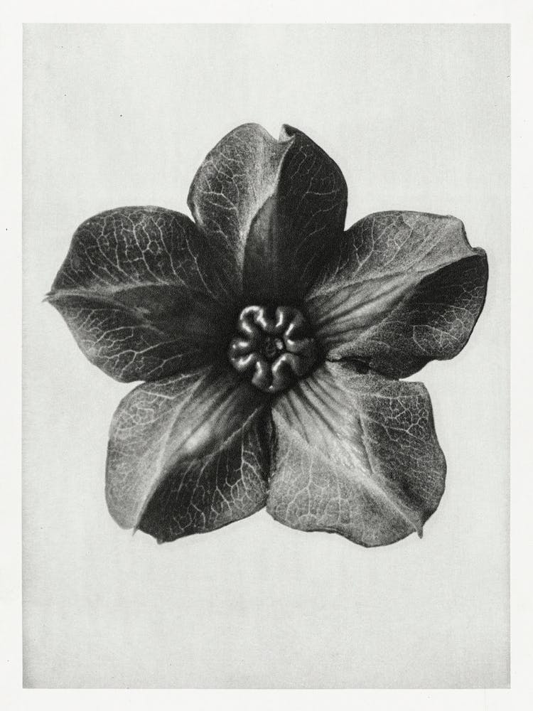 Mexican Ivy, Karl Blossfeldt