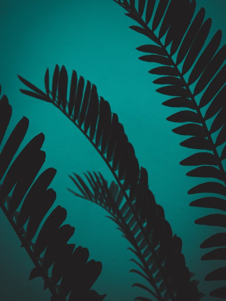 Green Shaded Palm Leaves