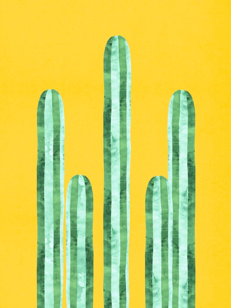 Cactus plant 4
