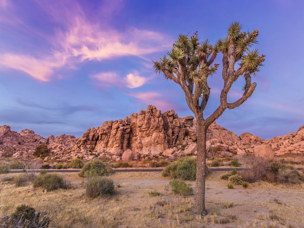 Joshua Tree In The Evening