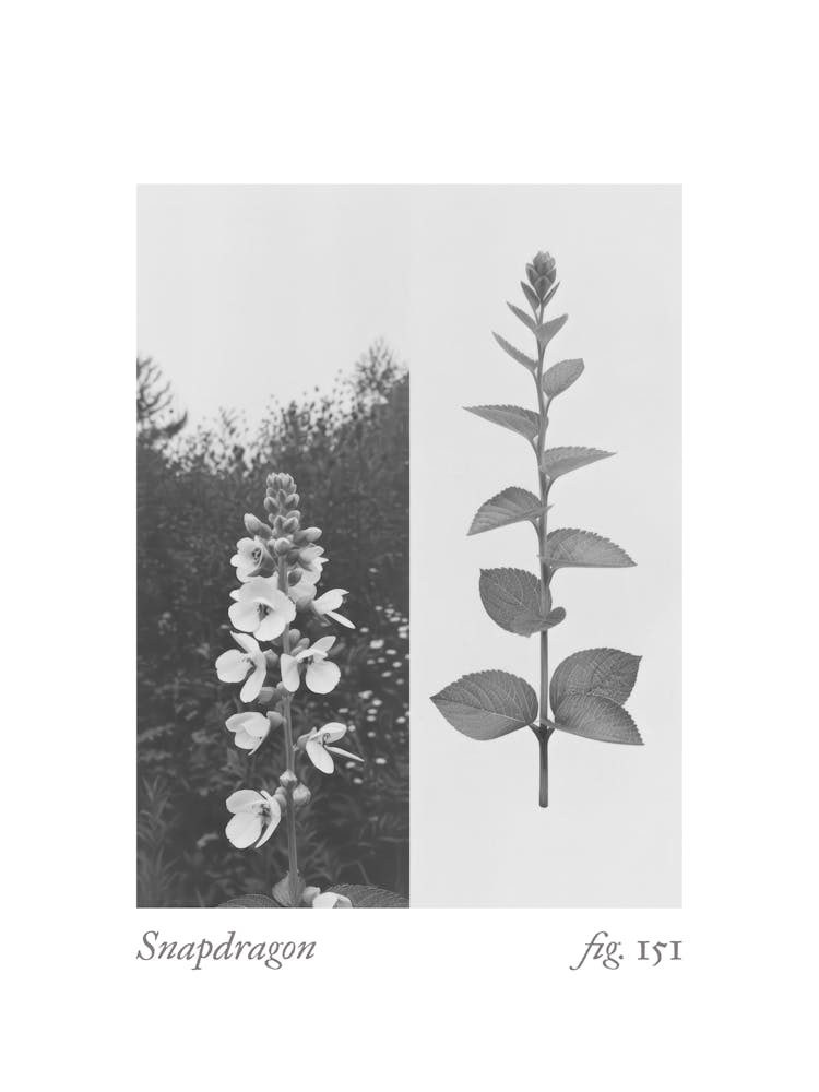 Snapdragon Botanical Collage 1